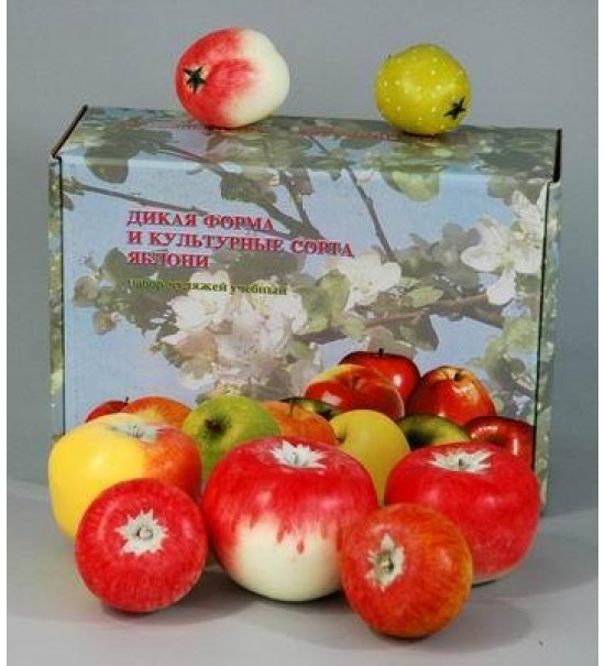 Набор муляжей "Дикая форма и культурные сорта яблок"