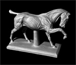 Фигура экорше Лошади (Конь анатомический) ЕК