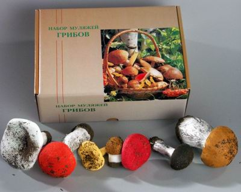 Набор грибов съедобных и ядовитых