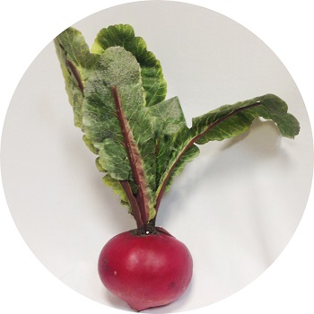 Муляж Свекла