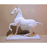 Лошадь анатомическая